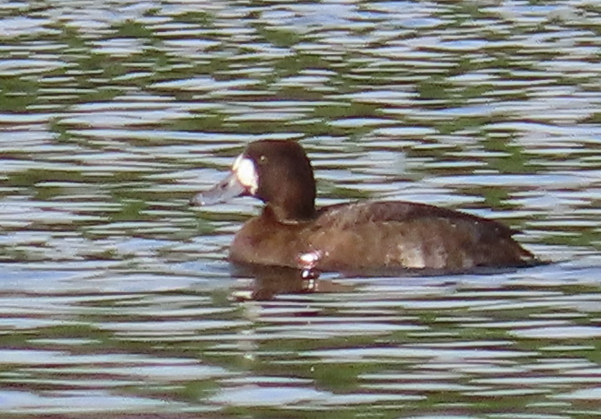 コスズガモ - ML644542272