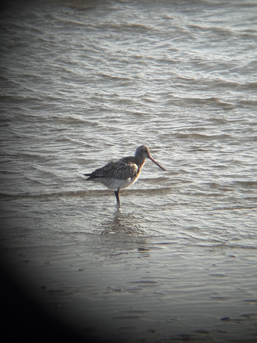 Bar-tailed Godwit - ML644542301