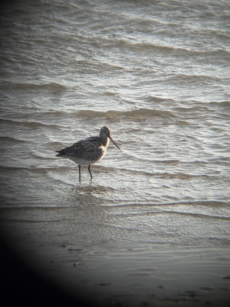 Bar-tailed Godwit - ML644542302