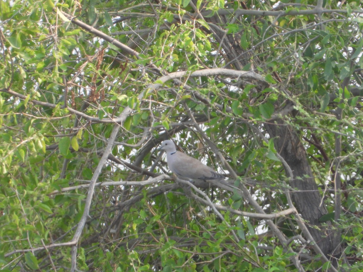 African Collared-Dove - ML644542305