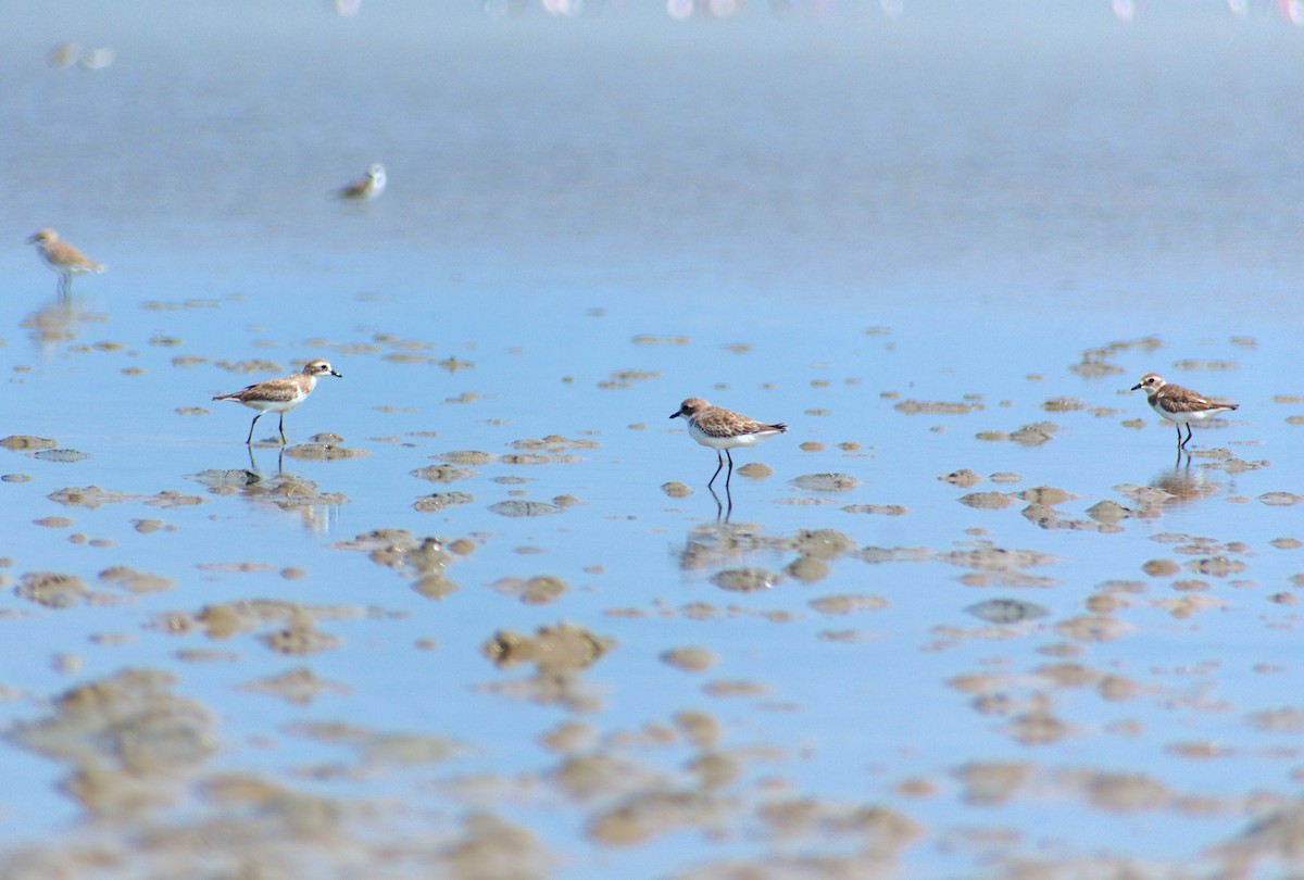 Tibetan Sand-Plover - ML644542306