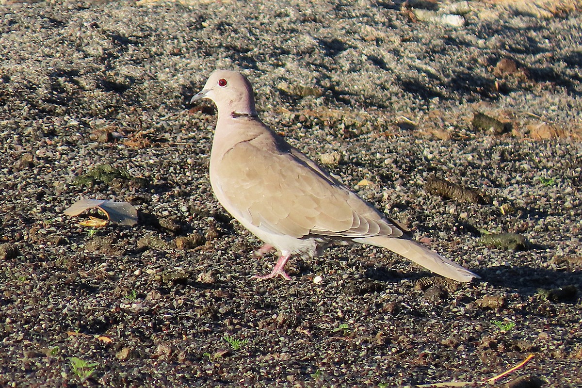 Буулгат хүүрзгэнэ - ML644542308