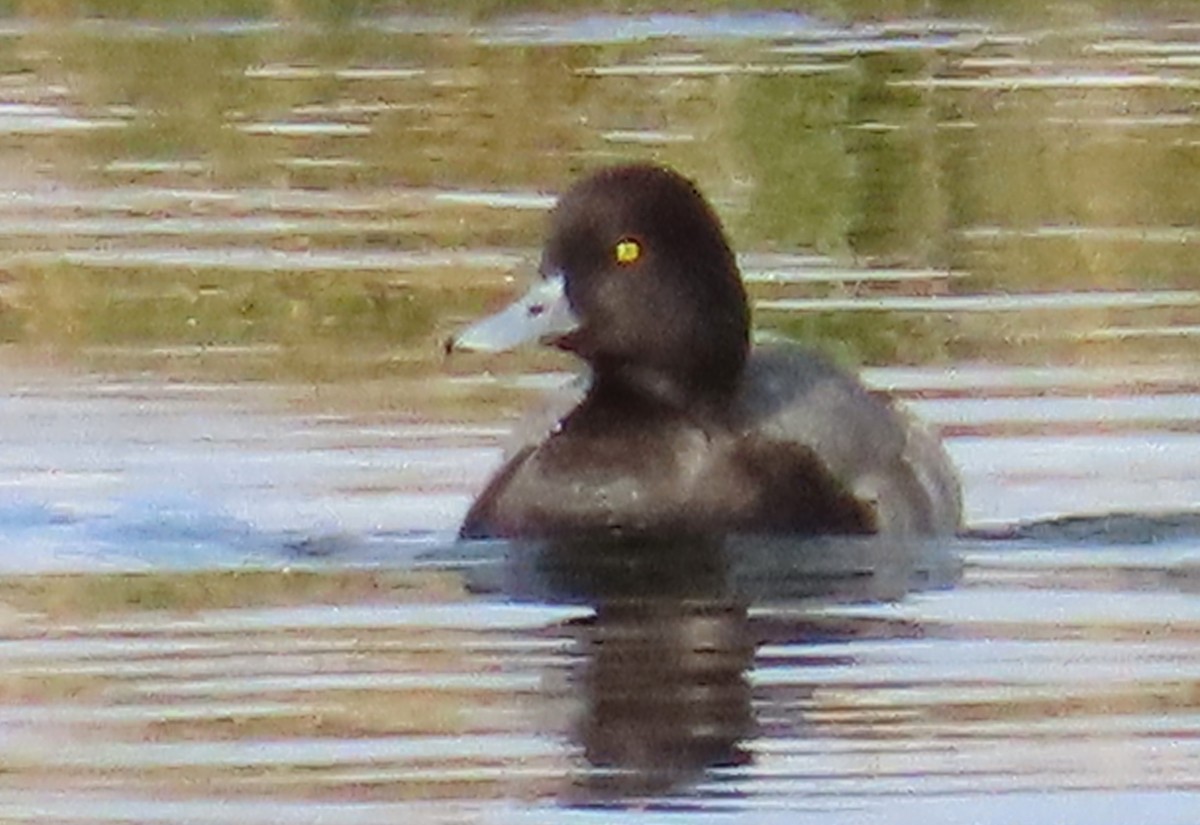 コスズガモ - ML644542310