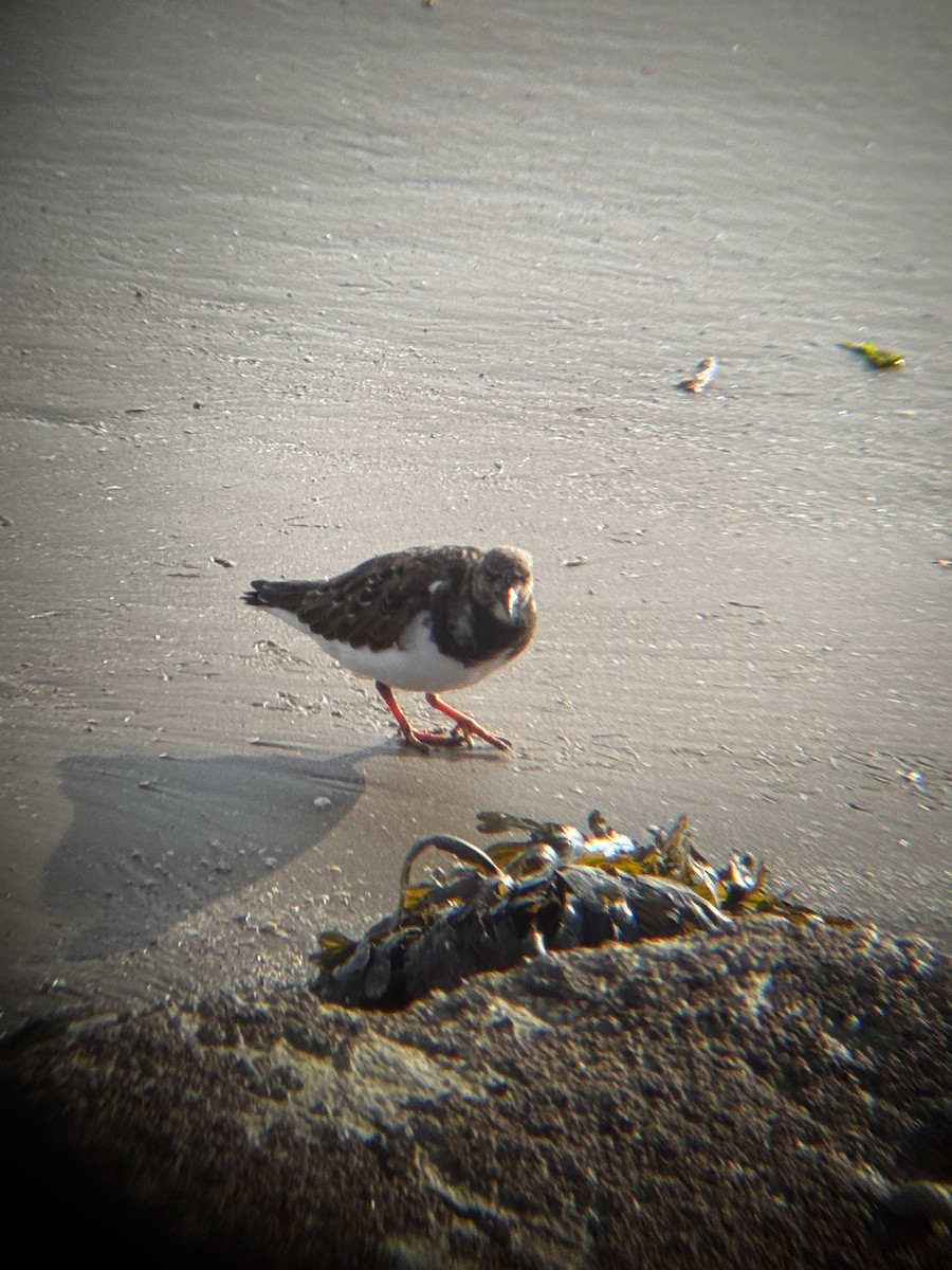 Ruddy Turnstone - ML644542311