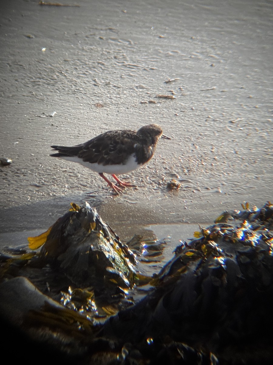 Ruddy Turnstone - ML644542312