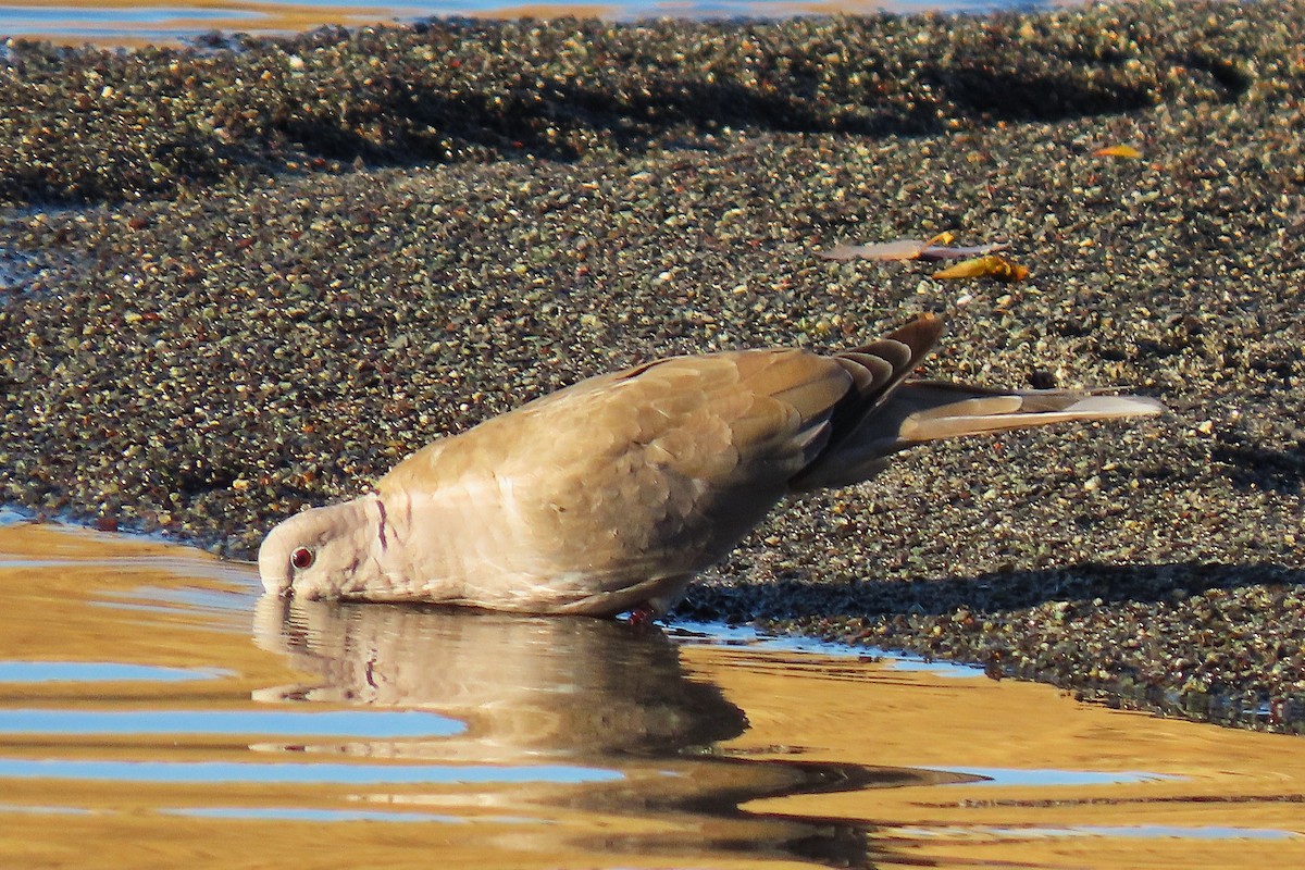 Буулгат хүүрзгэнэ - ML644542314