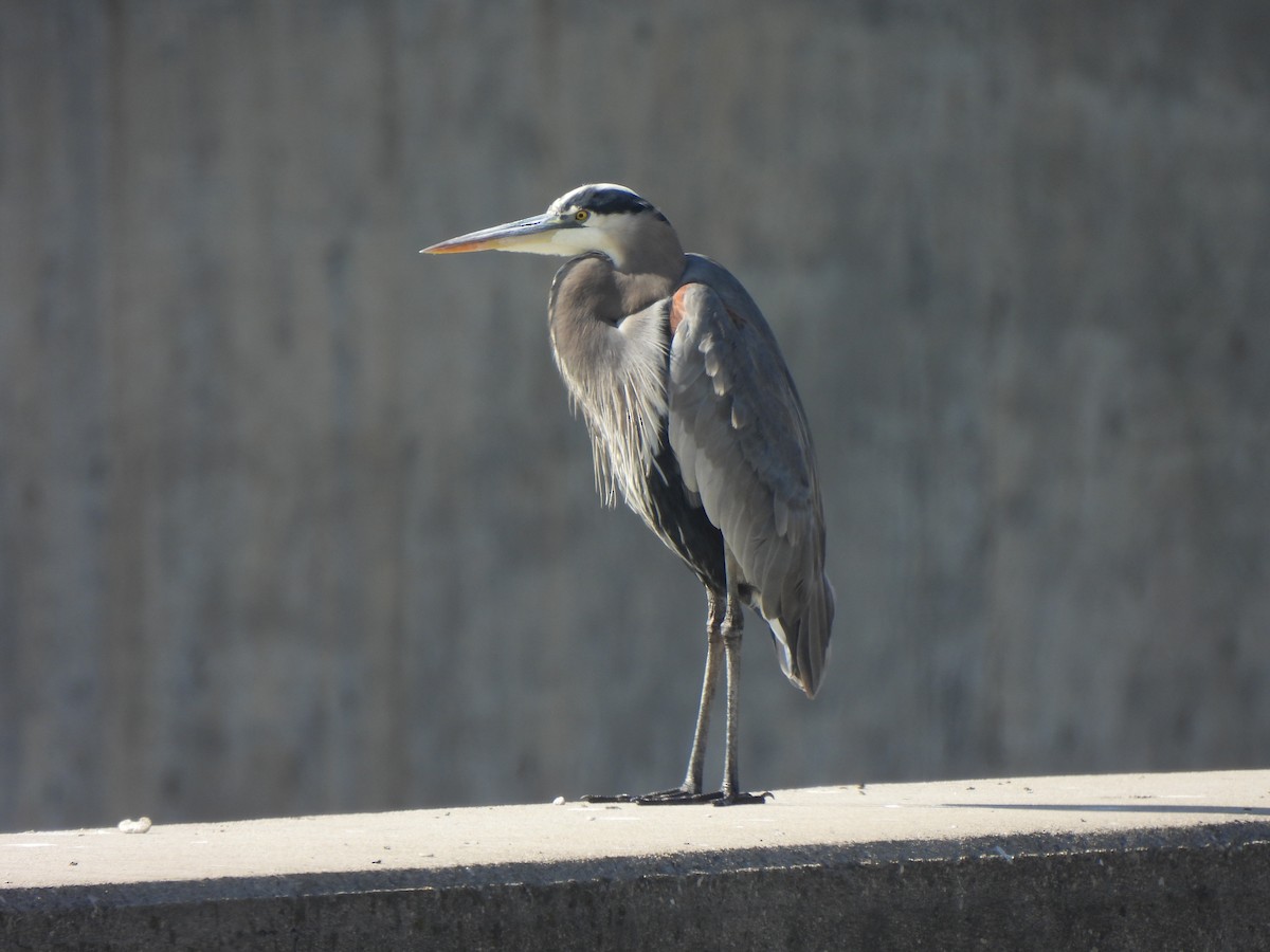 Great Blue Heron - ML644542317