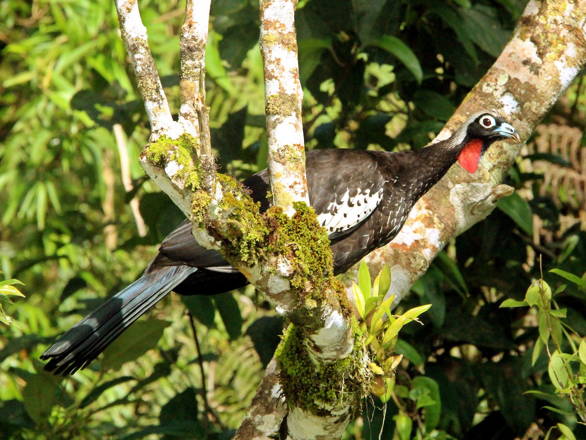 Black-fronted Piping-Guan - ML644542318