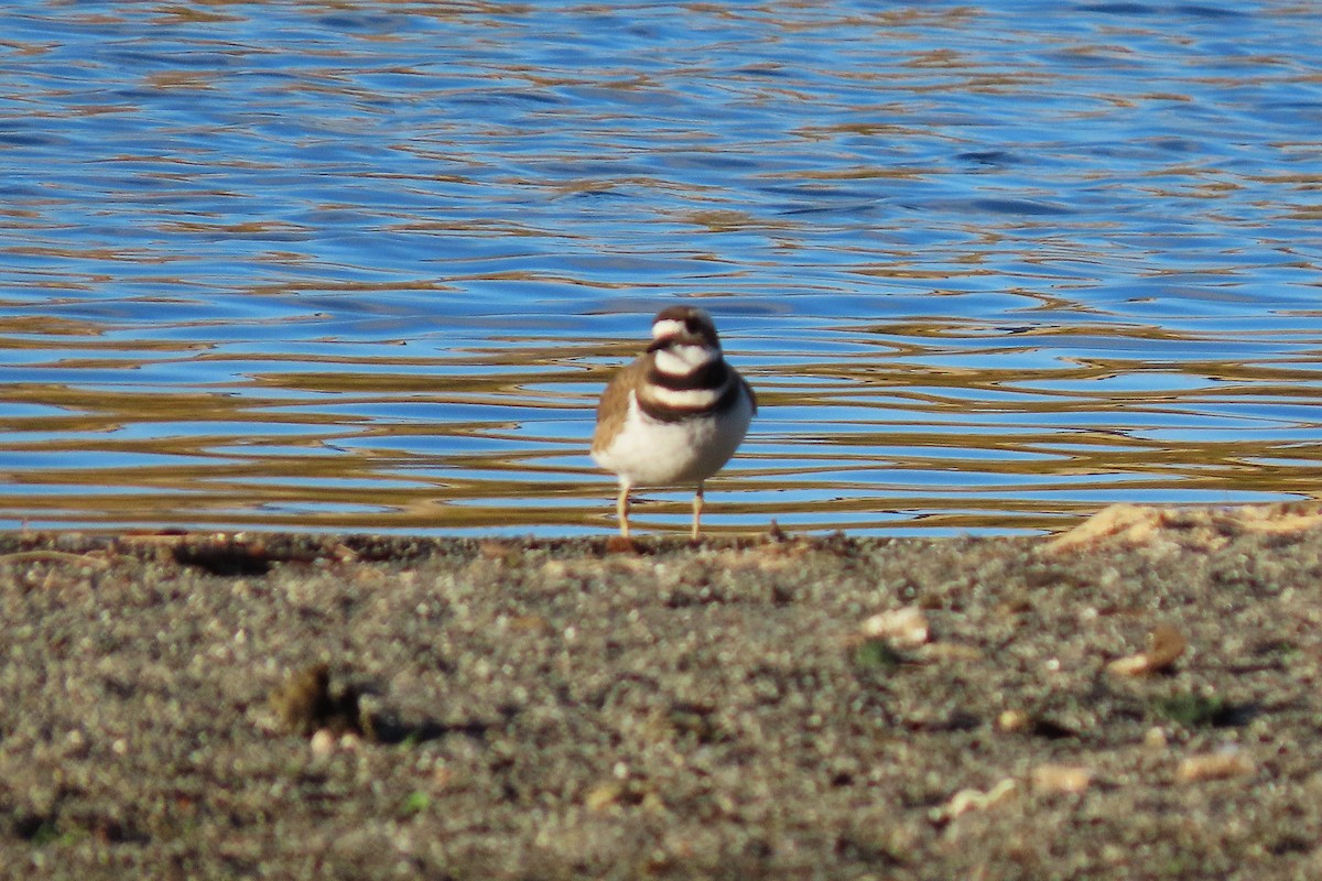 Killdeer - ML644542320
