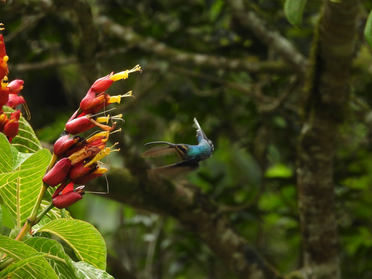 Green Hermit - ML644542321