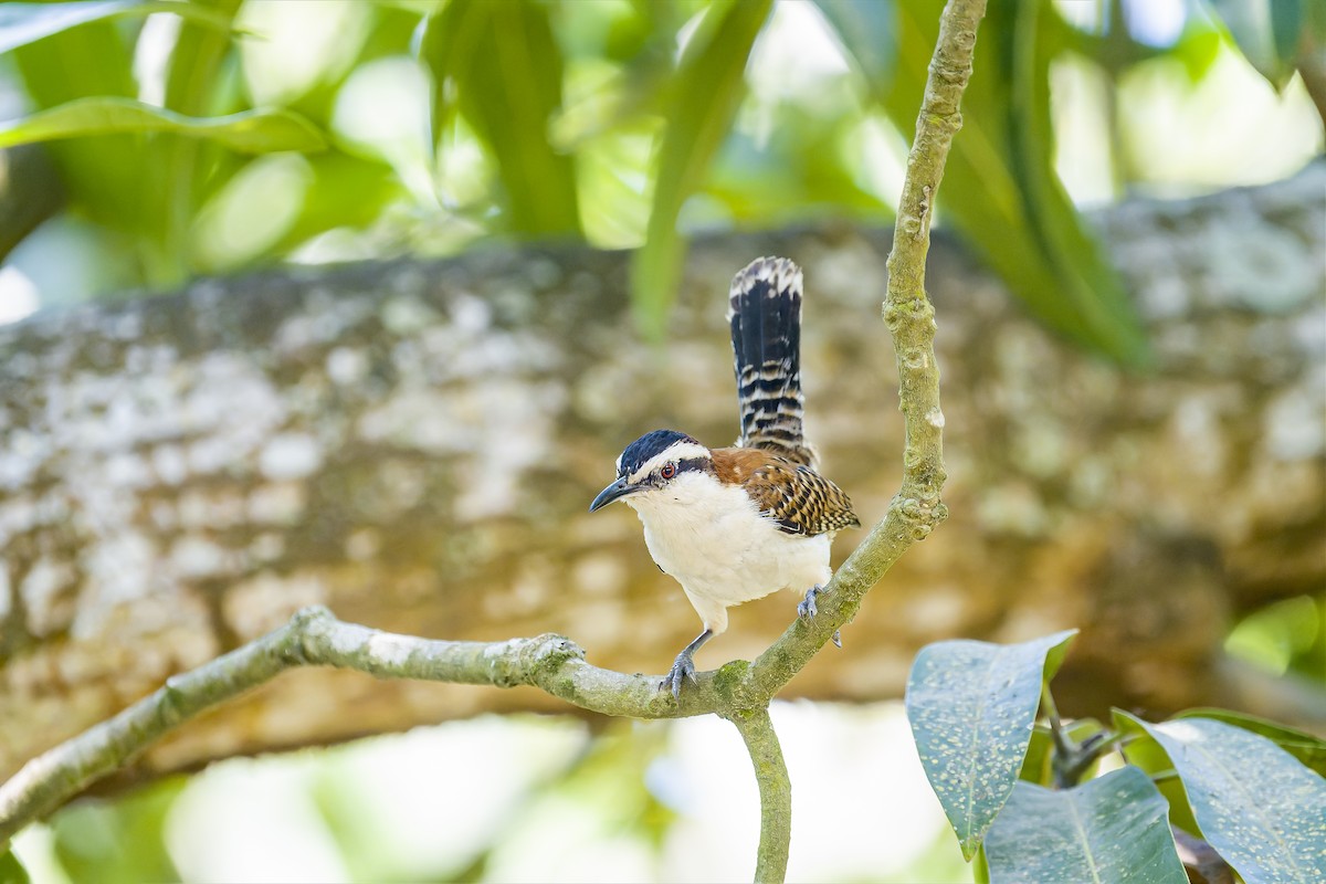 Rufous-backed Wren (Rufous-backed) - ML644542325