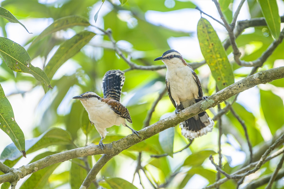 Rufous-backed Wren (Rufous-backed) - ML644542326
