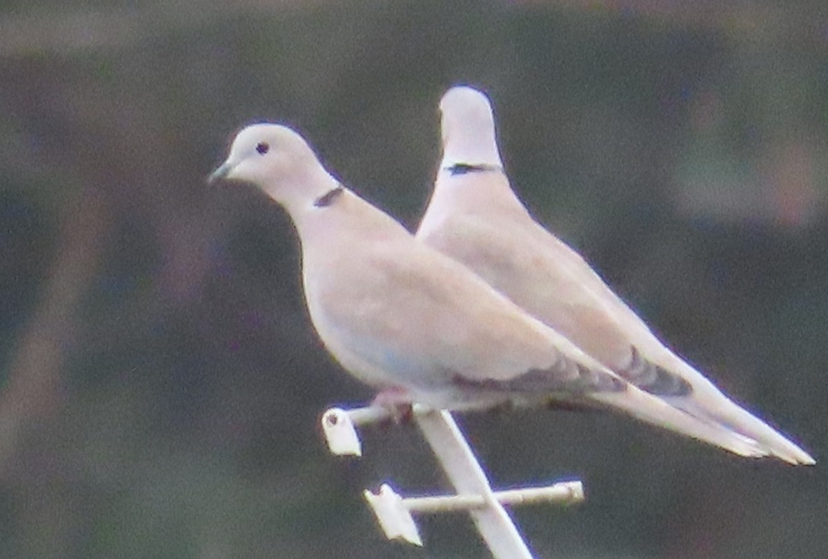 Eurasian Collared-Dove - ML644542334