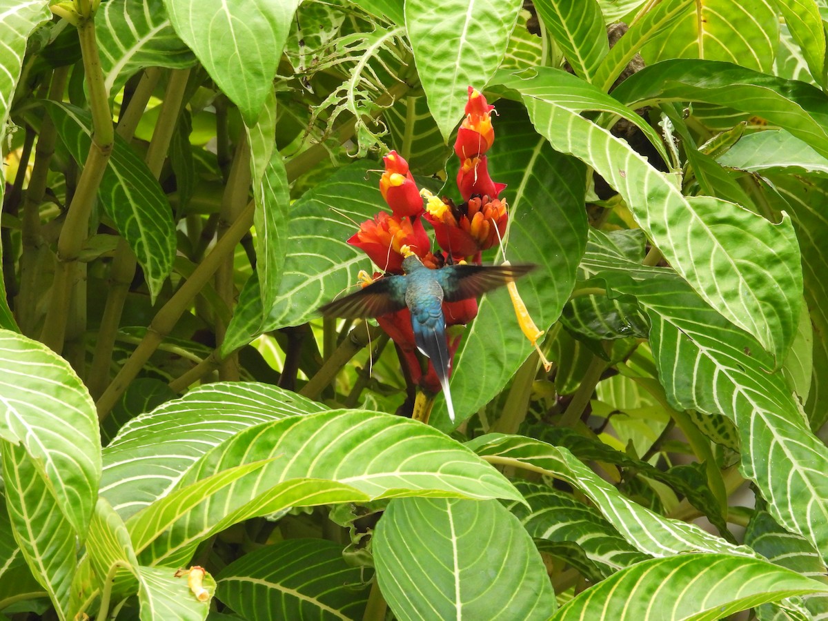 Green Hermit - ML644542335