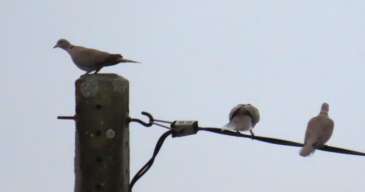 Eurasian Collared-Dove - ML644542336