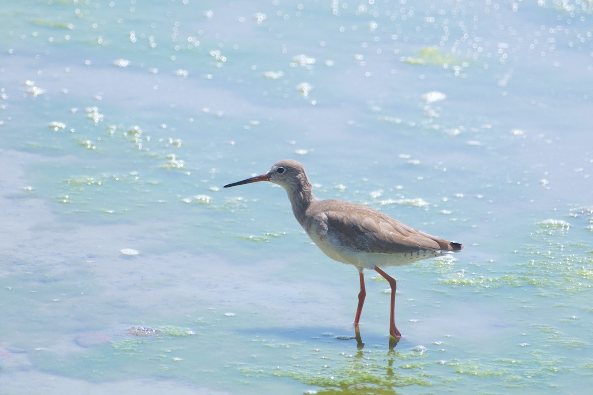 Bernagorri arrunta - ML644542338