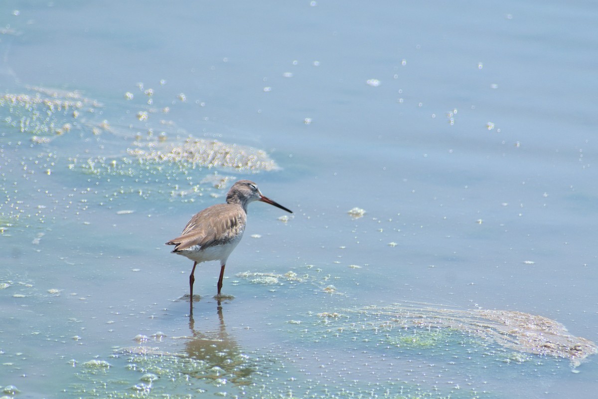 Bernagorri arrunta - ML644542339