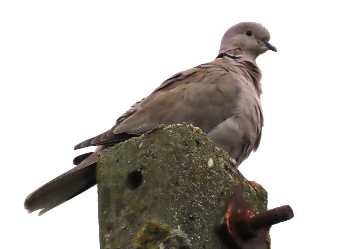 Eurasian Collared-Dove - ML644542341
