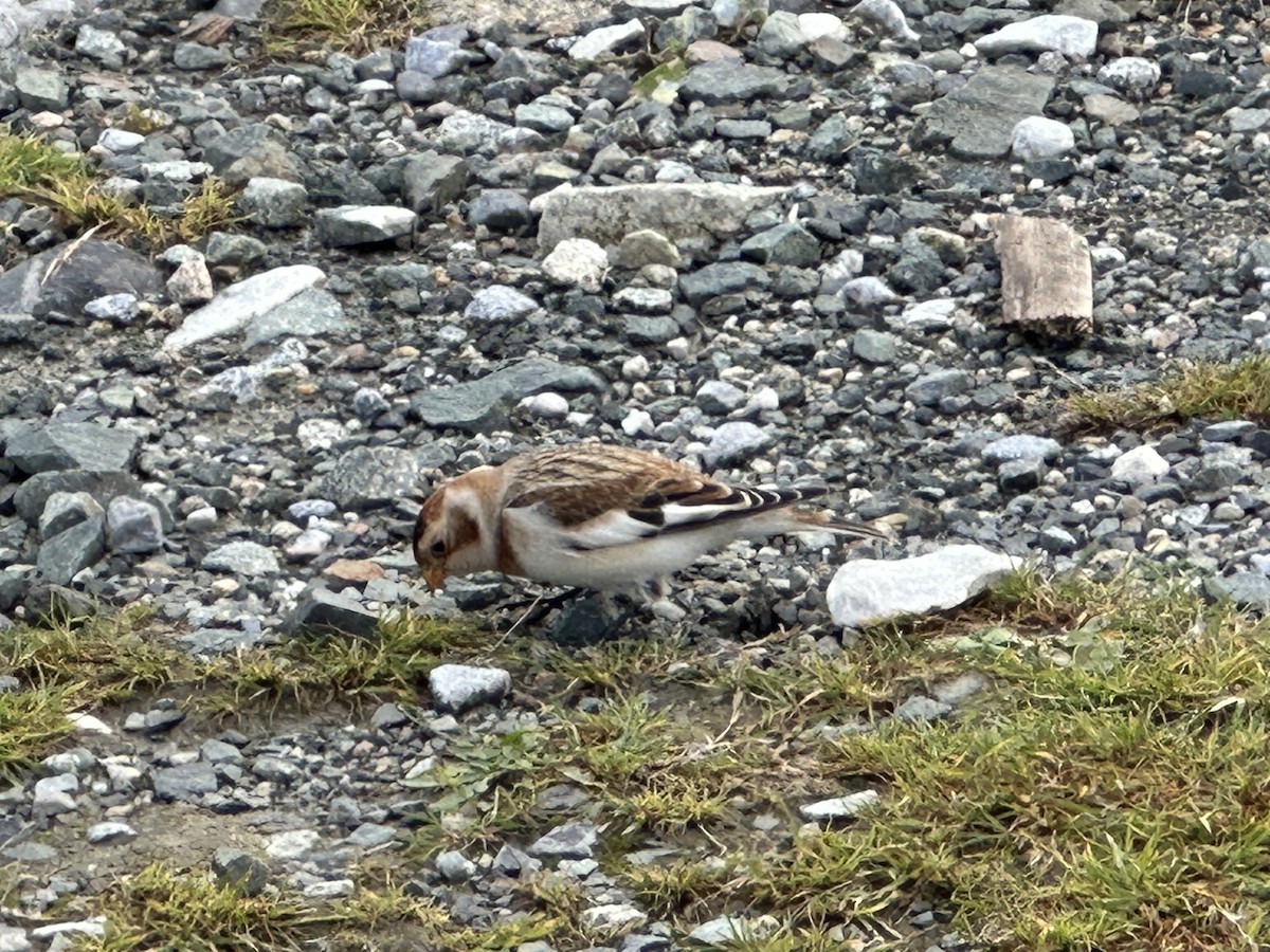 雪鵐 - ML644542349