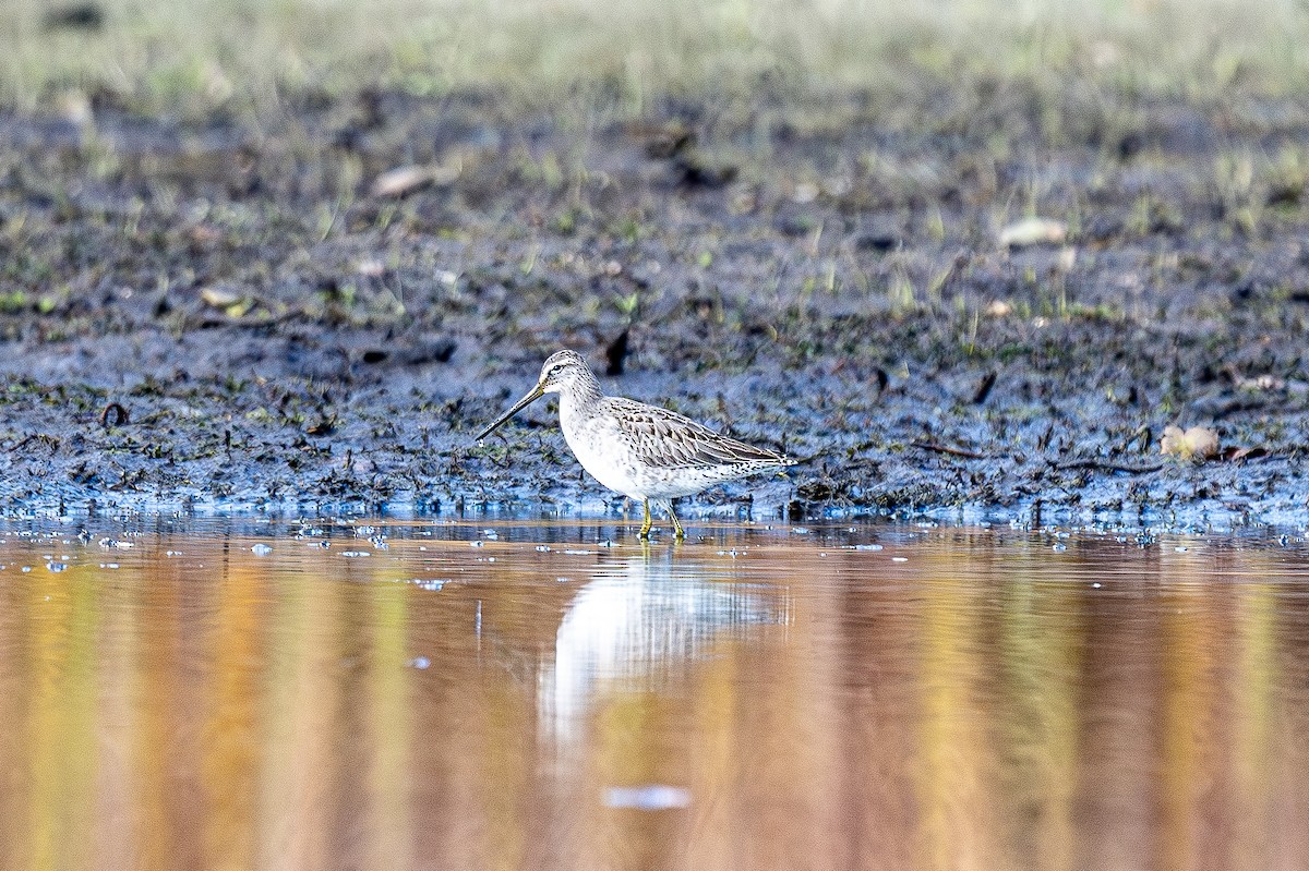 Short-billed/Long-billed Dowitcher - ML644542350