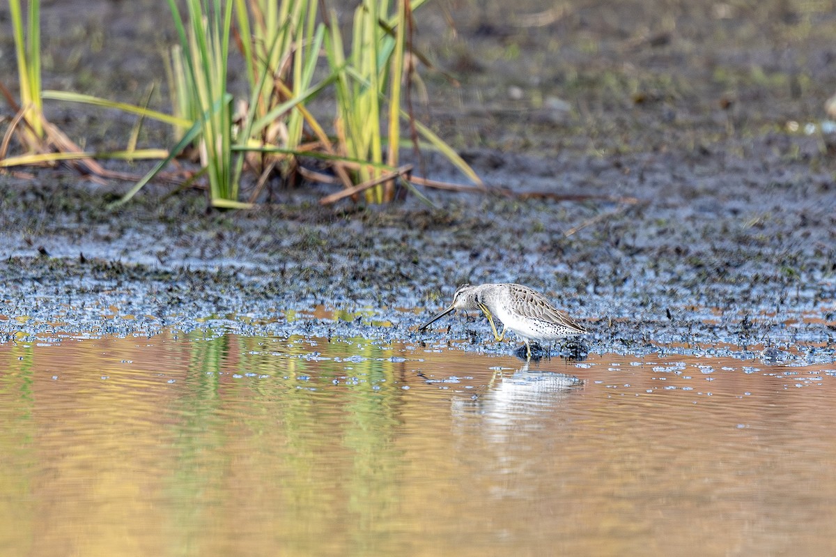 Short-billed/Long-billed Dowitcher - ML644542351