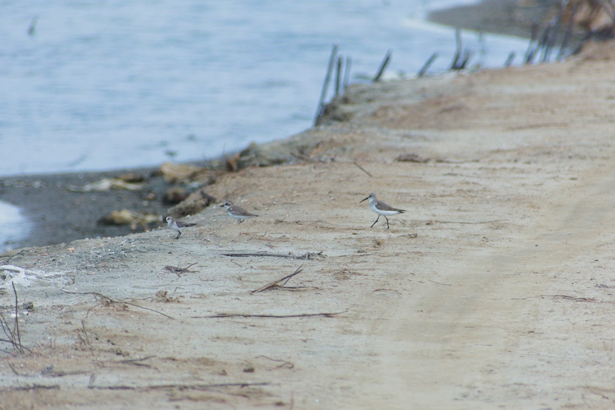 Txirri kurlinta - ML644542353