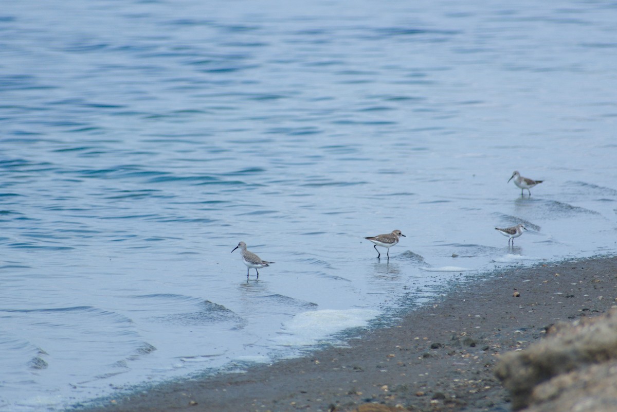 Txirri kurlinta - ML644542354