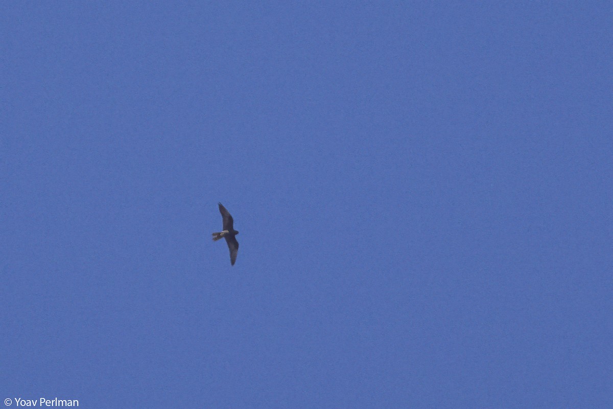 Eleonora's Falcon - ML644542356