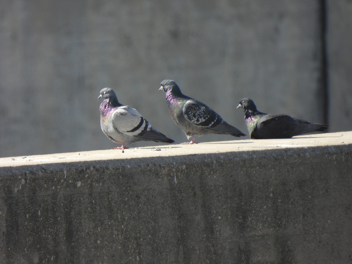カワラバト（ドバト、家畜型） - ML644542360