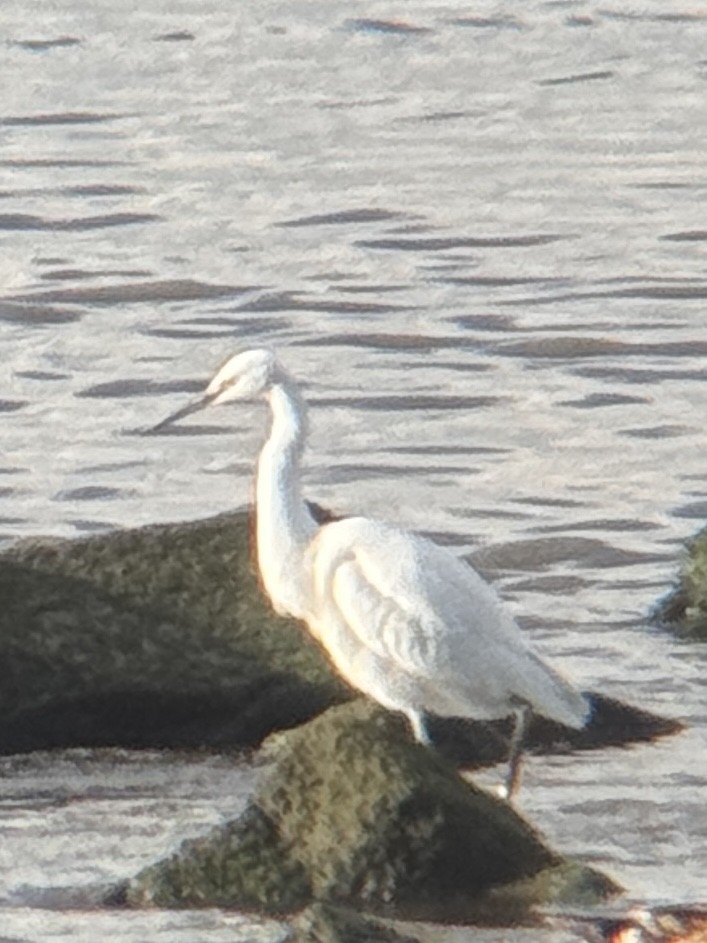Little Egret - ML644542361