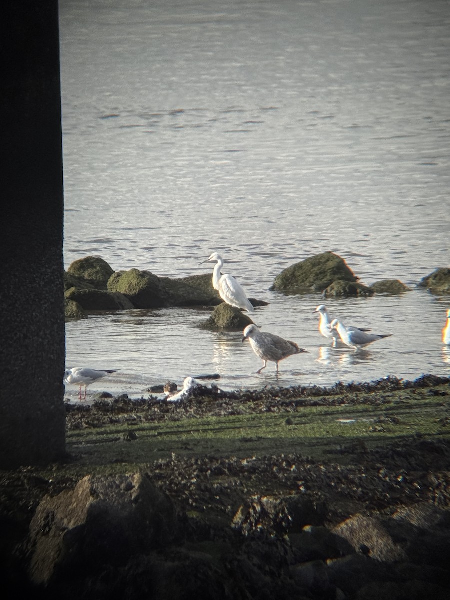 Little Egret - ML644542362