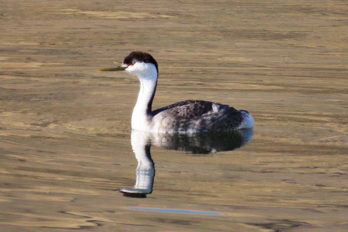 Western Grebe - ML644542363