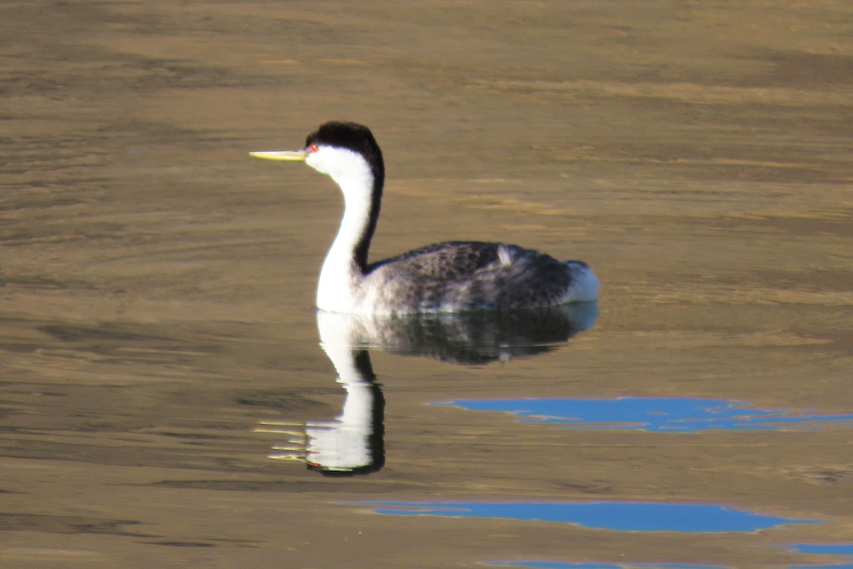 Western Grebe - ML644542364