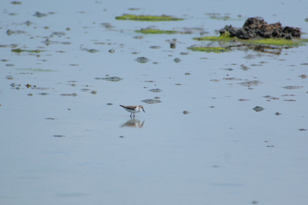 Txirri txikia - ML644542370