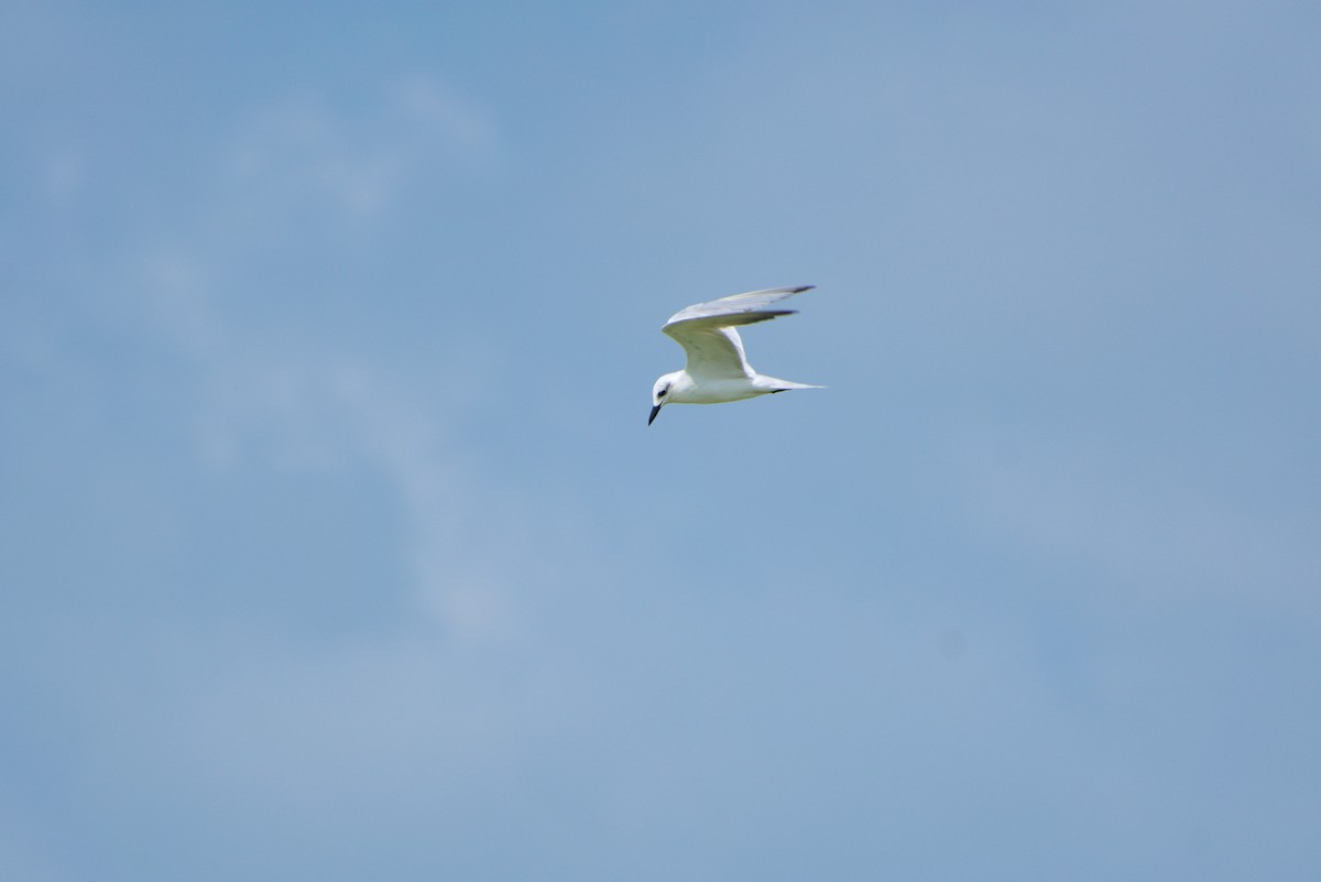 Txenada mokobeltza - ML644542372