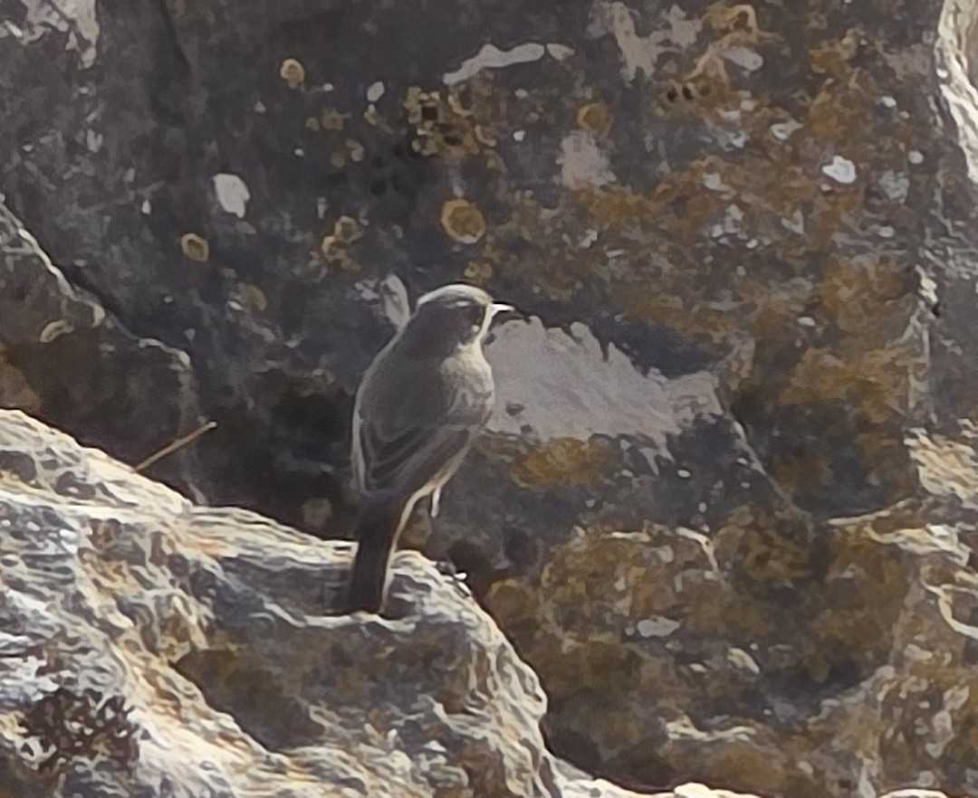 Black Redstart - ML644542374