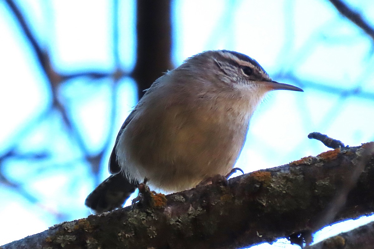 Bewick's Wren - ML644542378