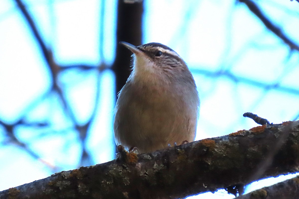 Bewick's Wren - ML644542379