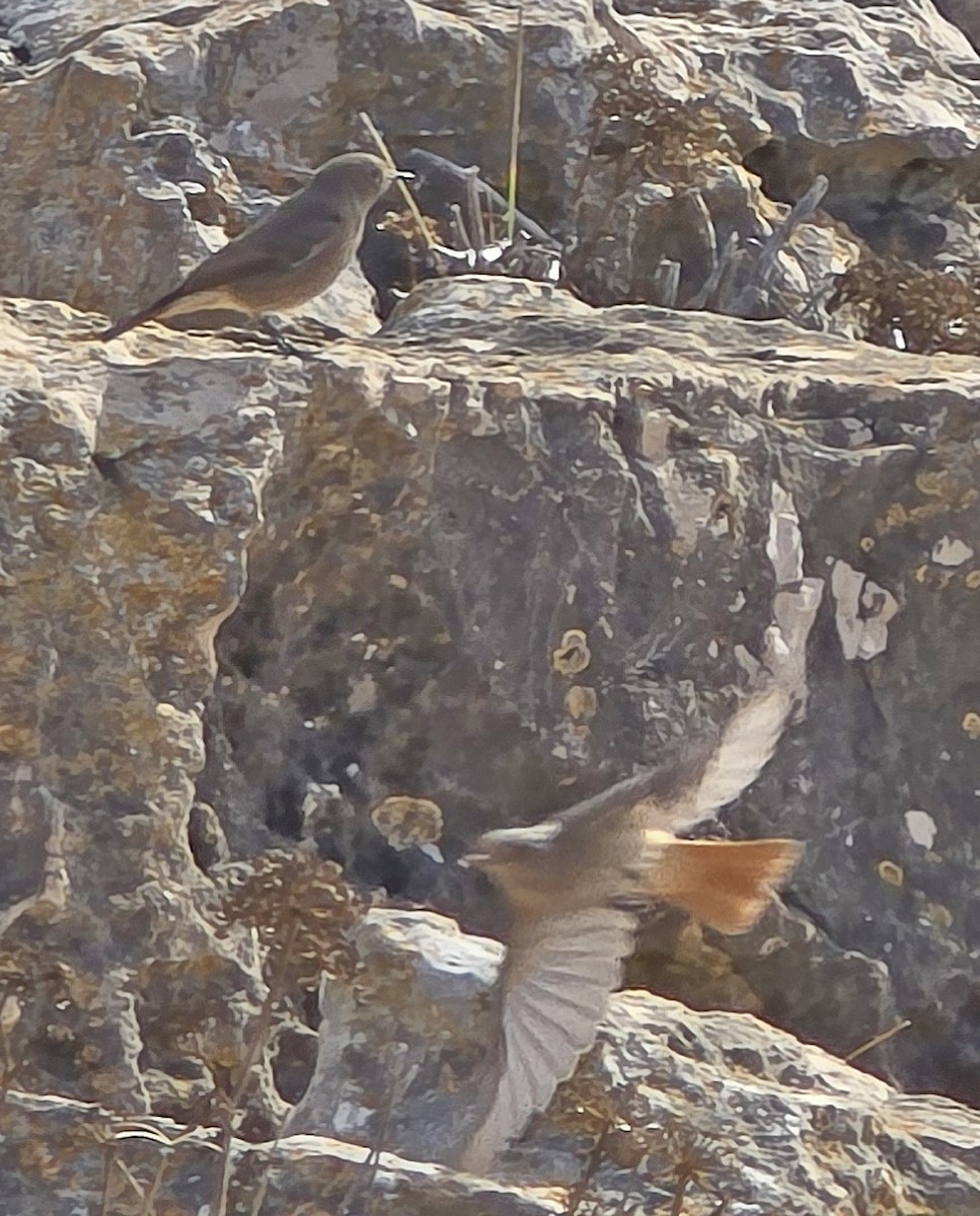 Black Redstart - ML644542381
