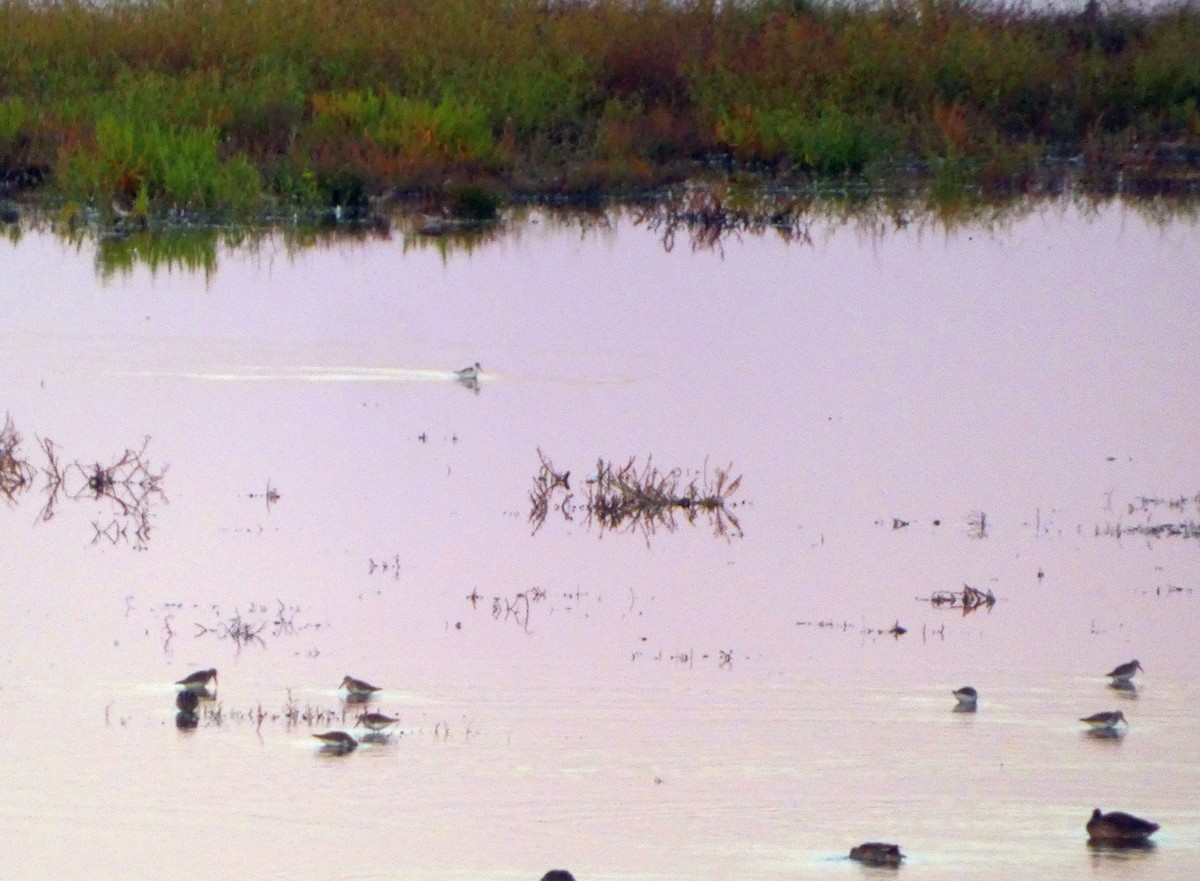 Red-necked Phalarope - ML644542383