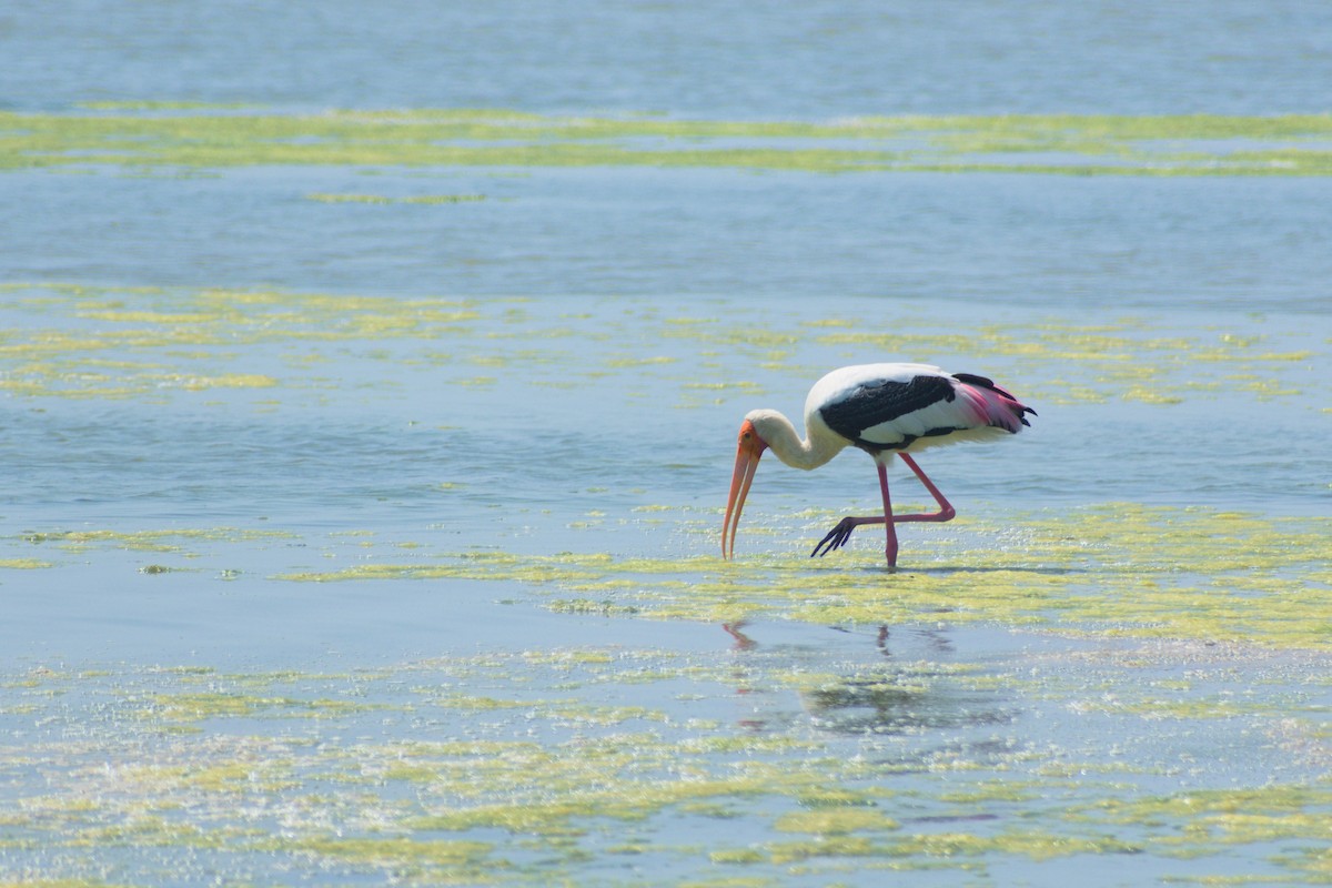 Tantalo indiarra - ML644542384