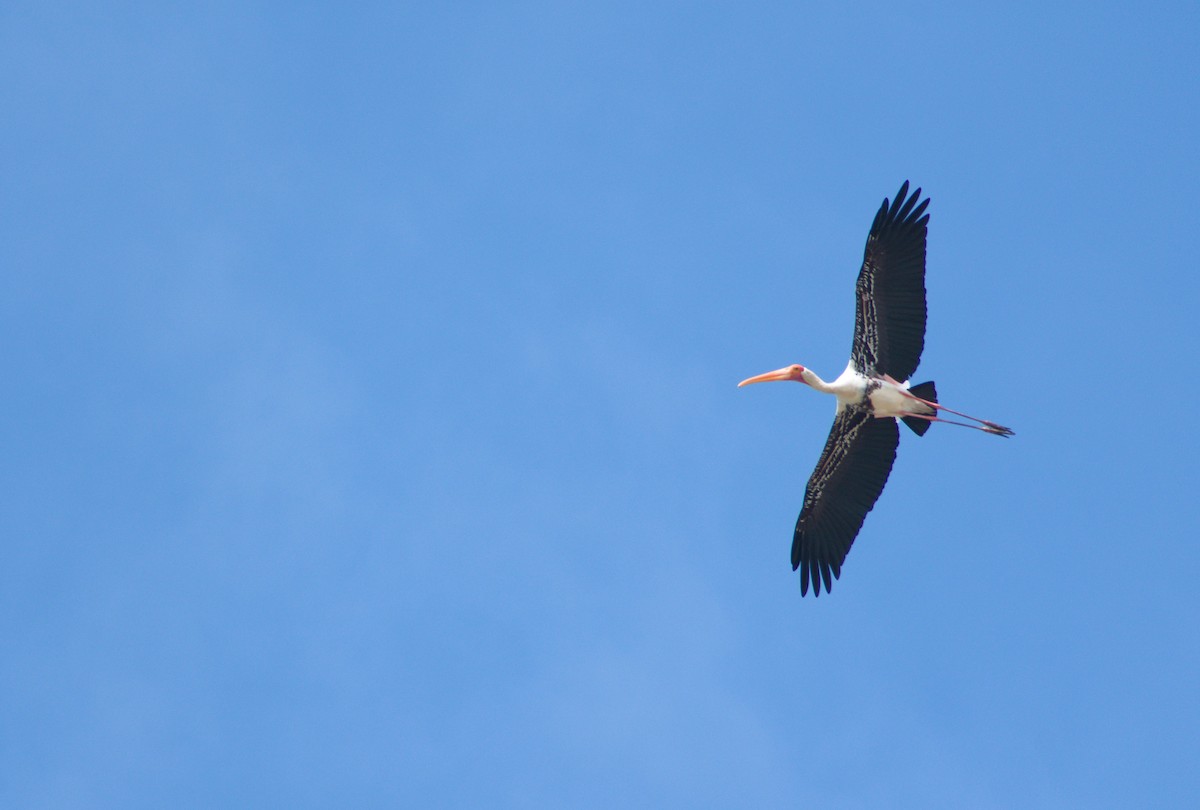 Tantalo indiarra - ML644542386