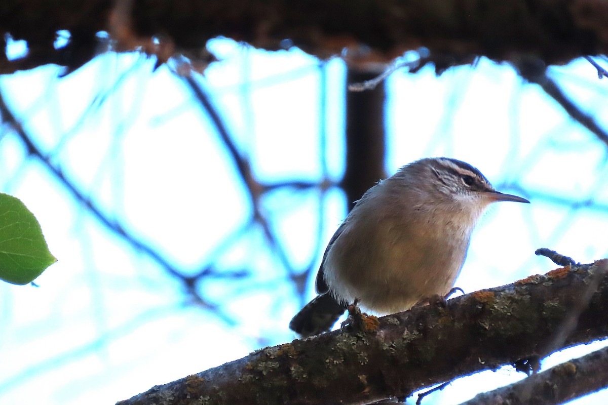 Bewick's Wren - ML644542387