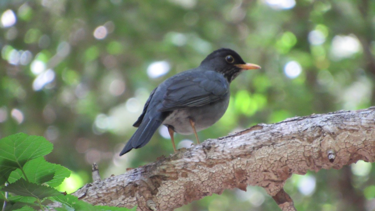 Andean Slaty Thrush - ML644542391