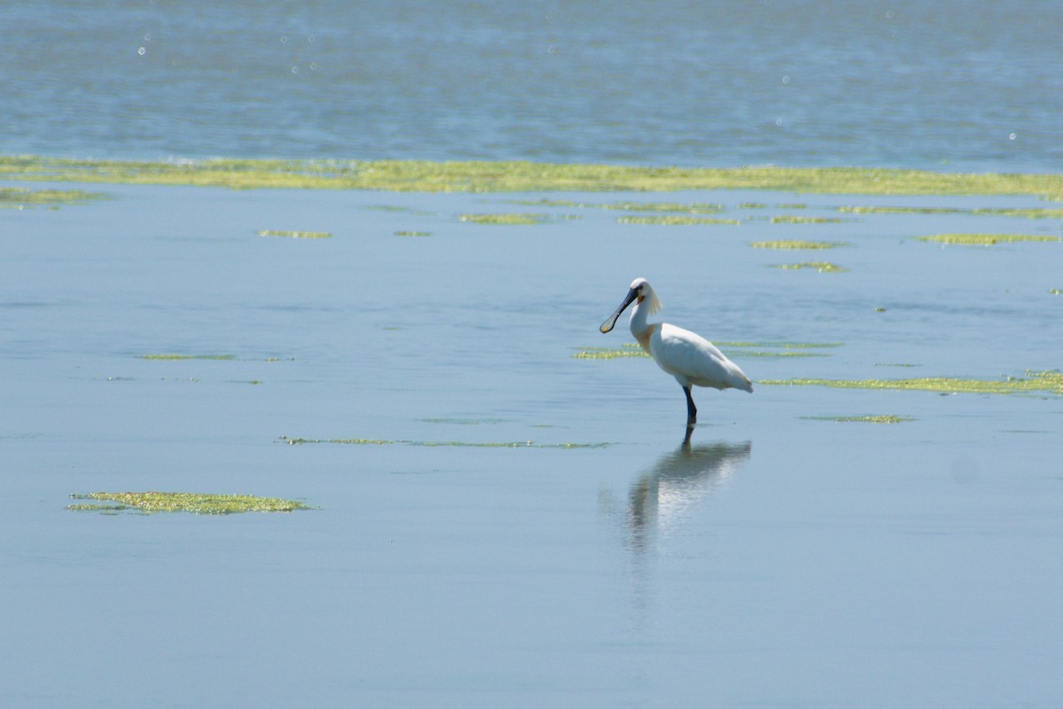 Mokozabal zuria - ML644542394