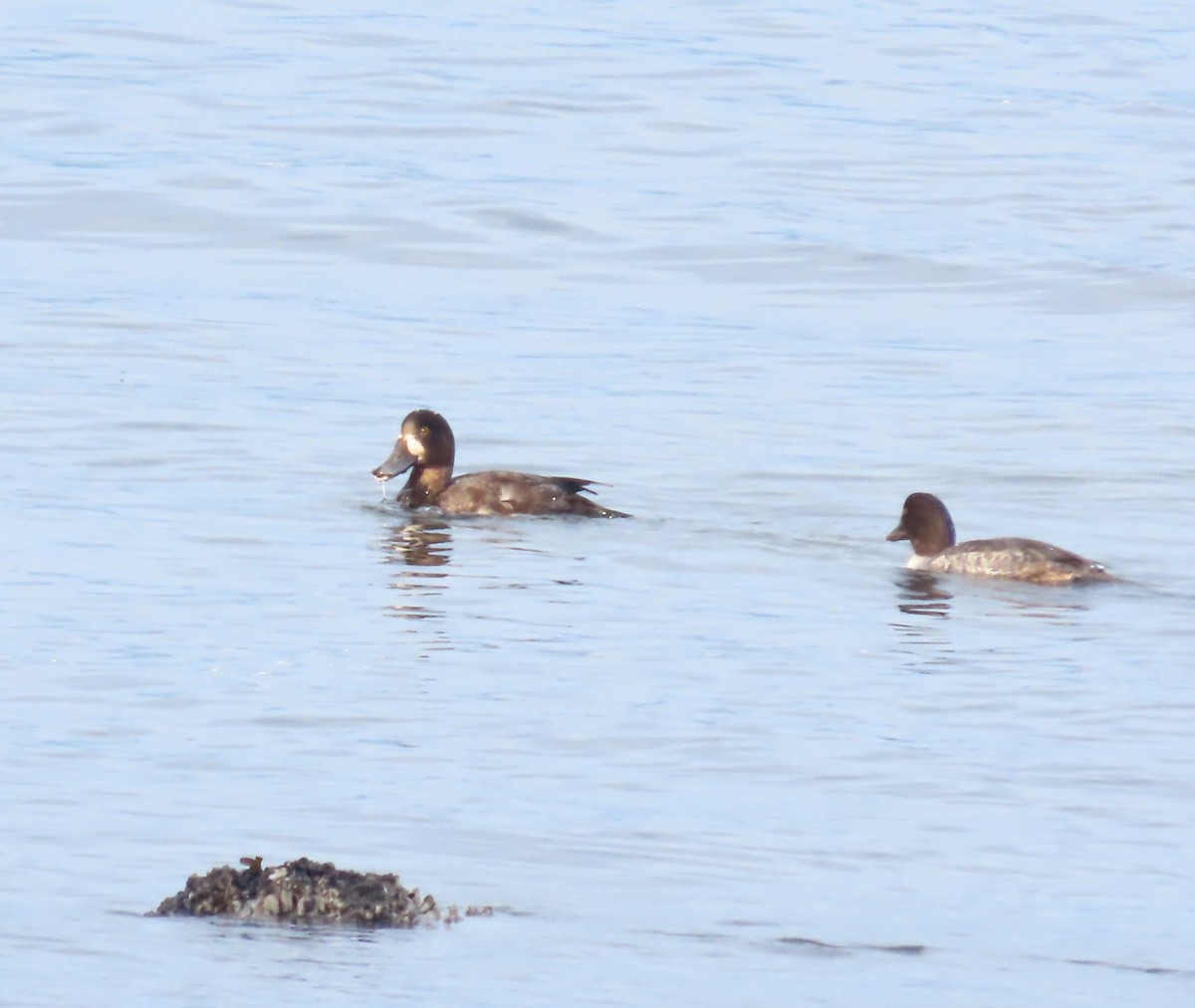 Greater Scaup - ML644542401