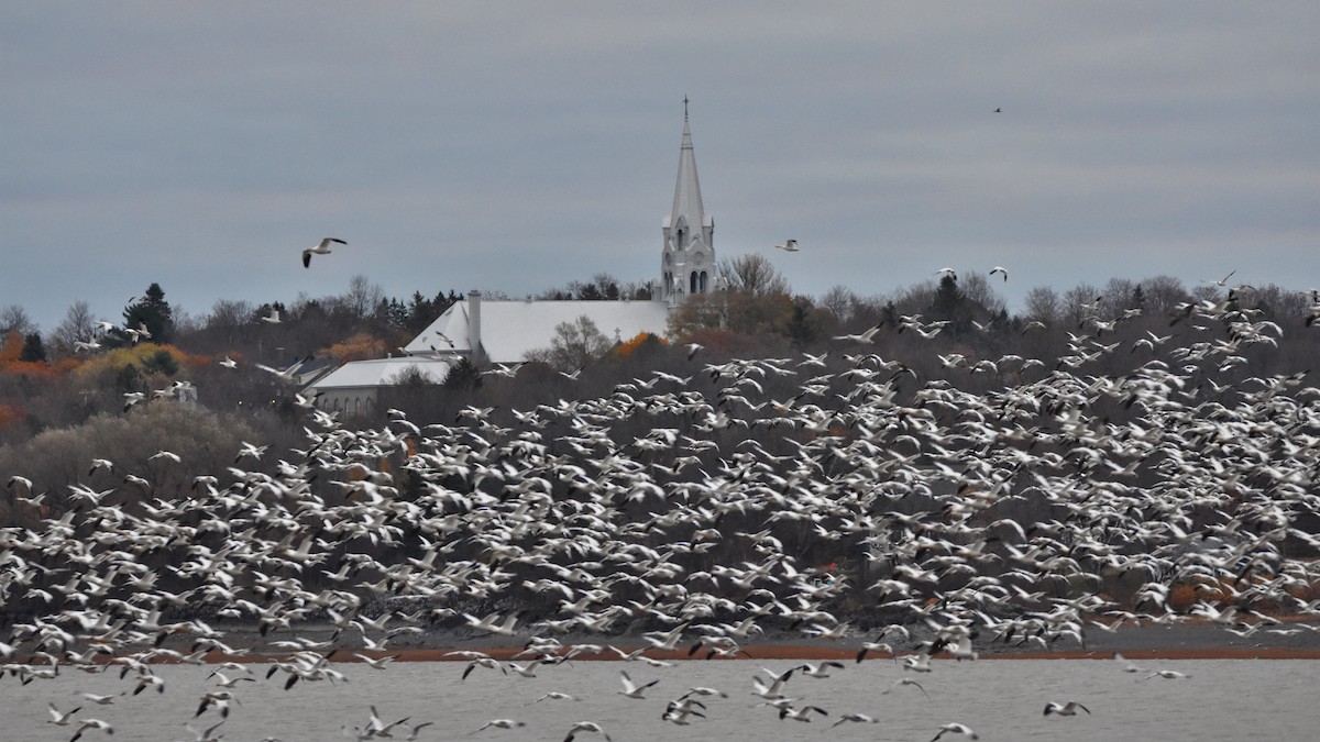 Цасны галуу - ML644542408