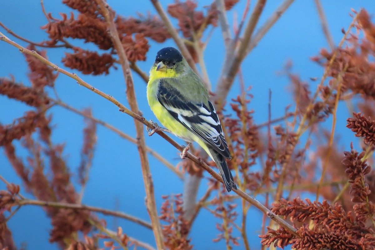 Lesser Goldfinch - ML644542410