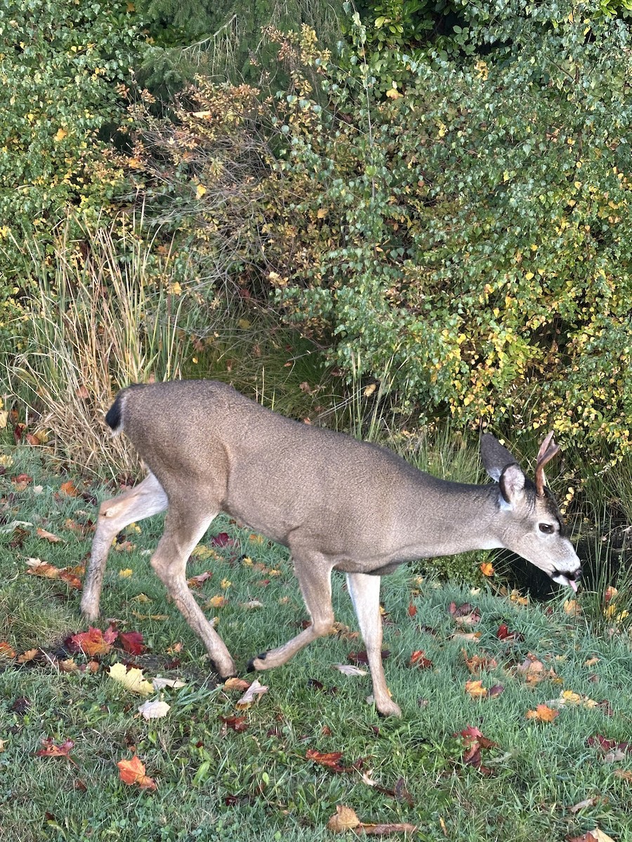 Columbian Black-tailed Deer - ML644542412
