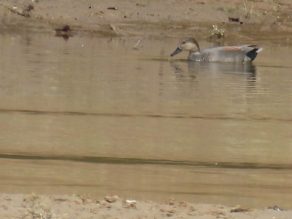 Gadwall - ML644542416